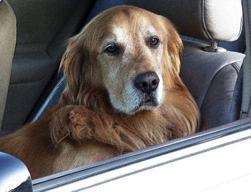 The Miracle Dog